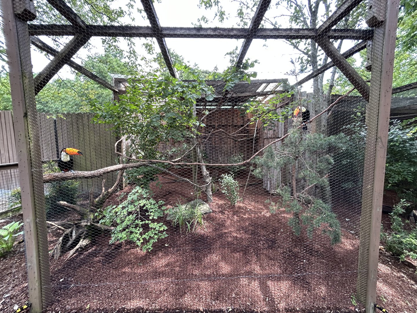 Toco Toucan Aviary