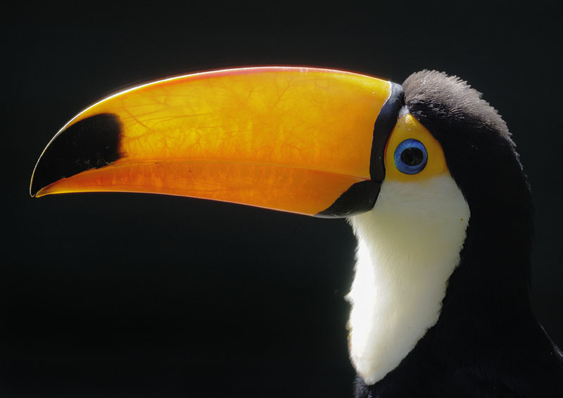 Toco toucan beak structure