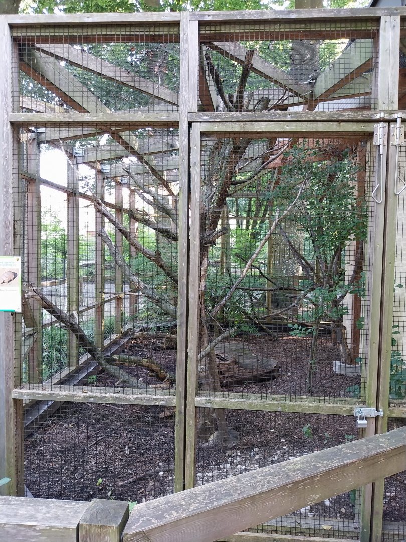 Toco toucan & big large armadillo aviary