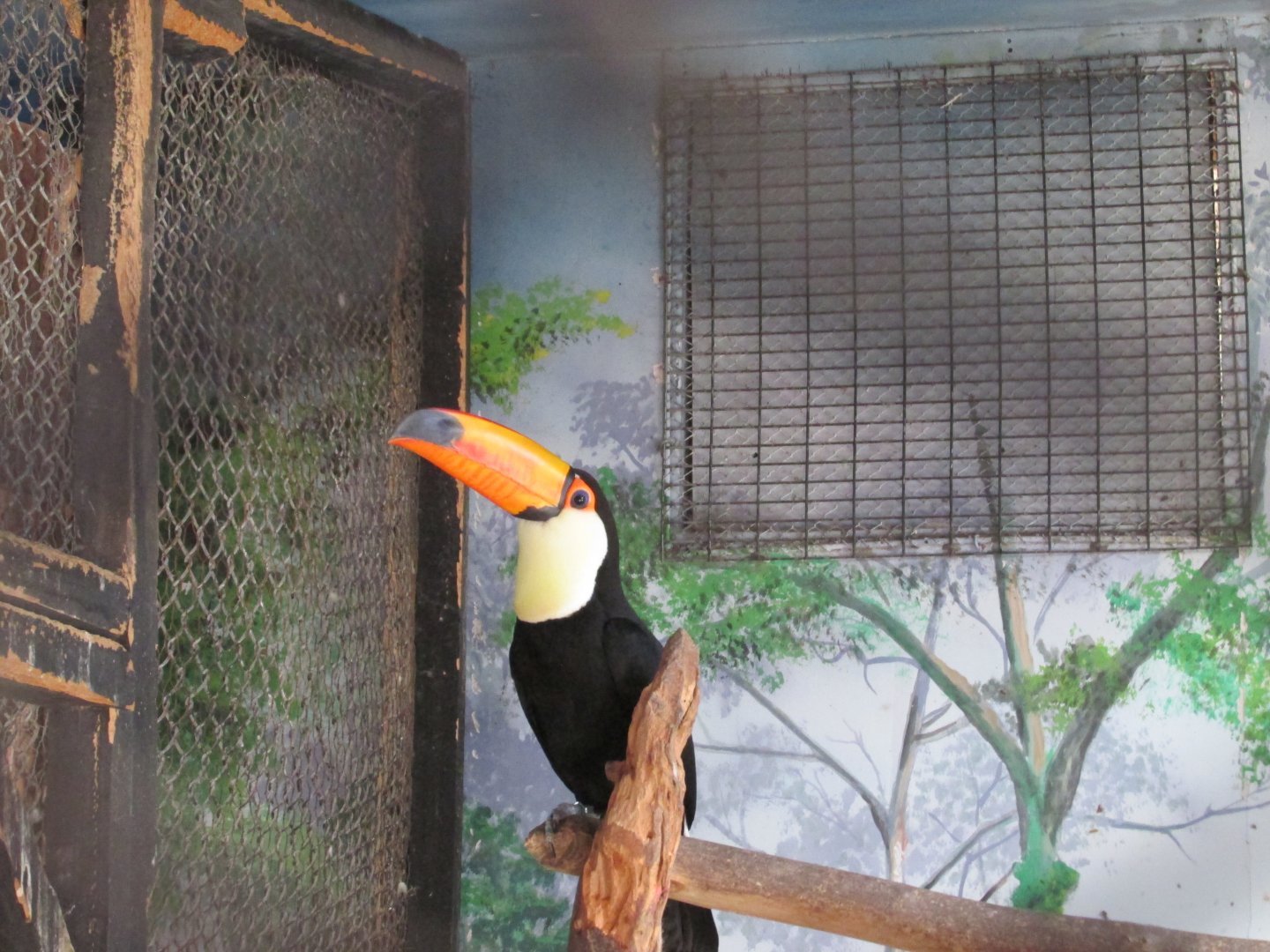 toco toucan buin zoo