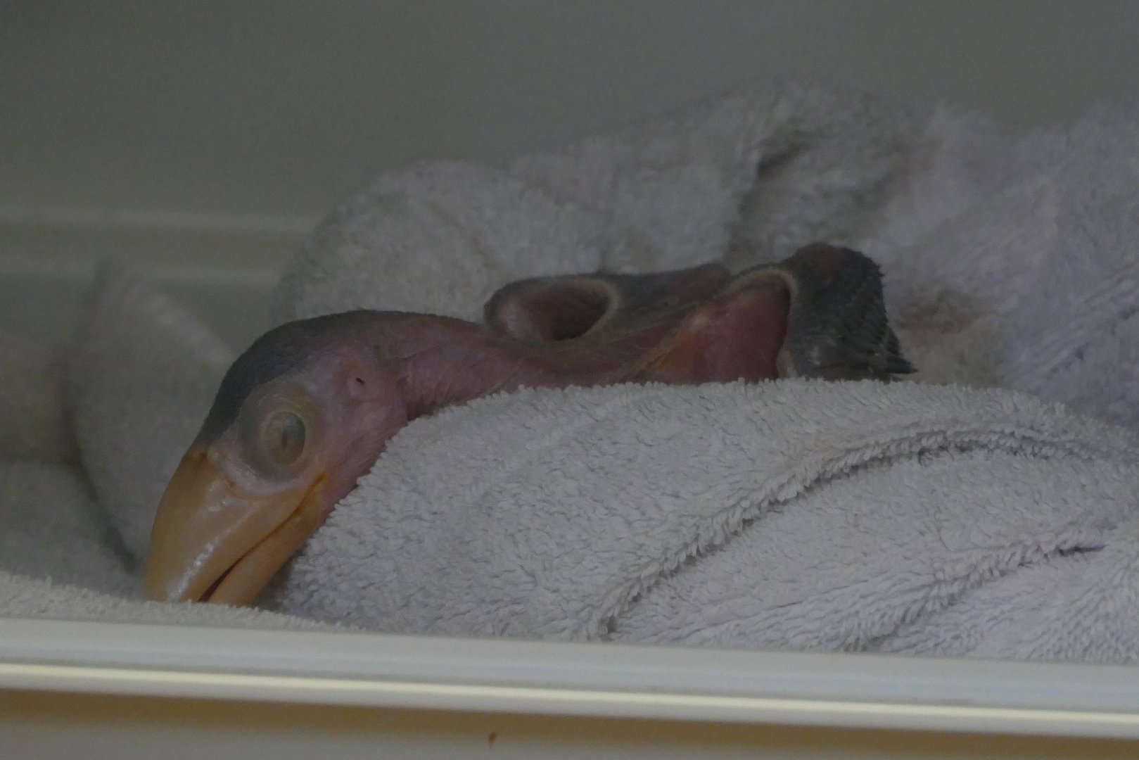 Toco toucan chick, July 2018