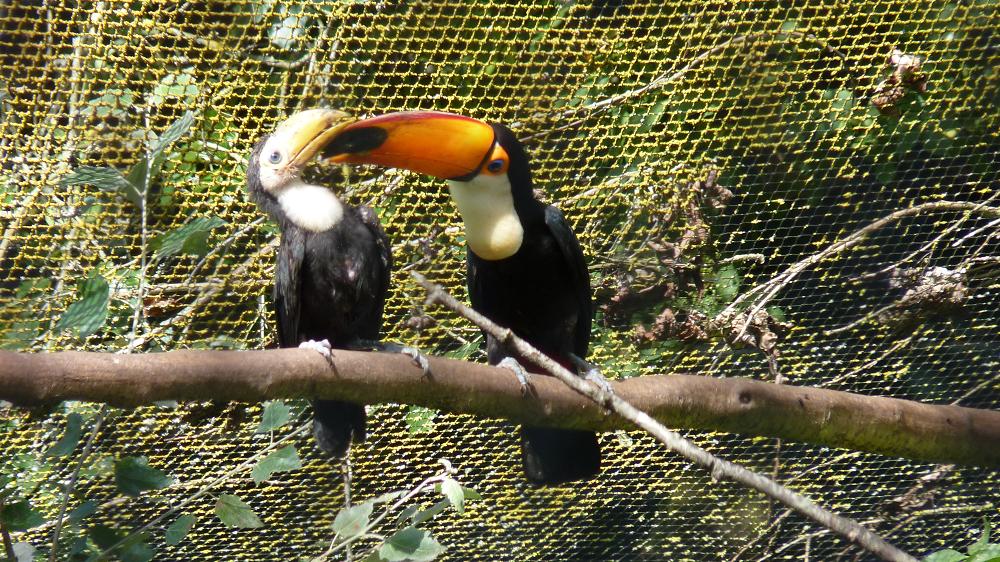 Toco Toucan chick