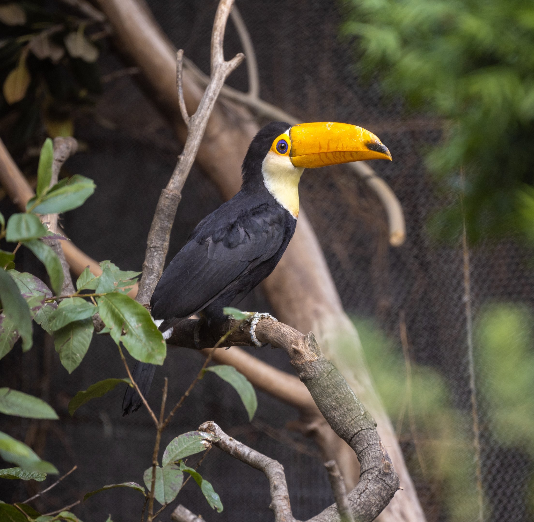Toco Toucan chick