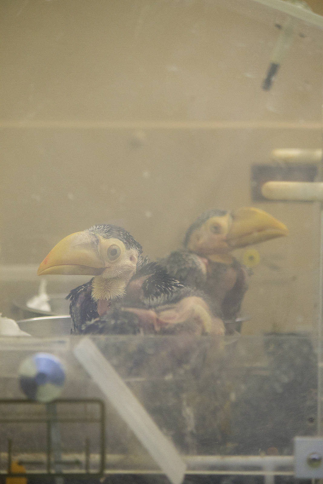 Toco toucan chicks