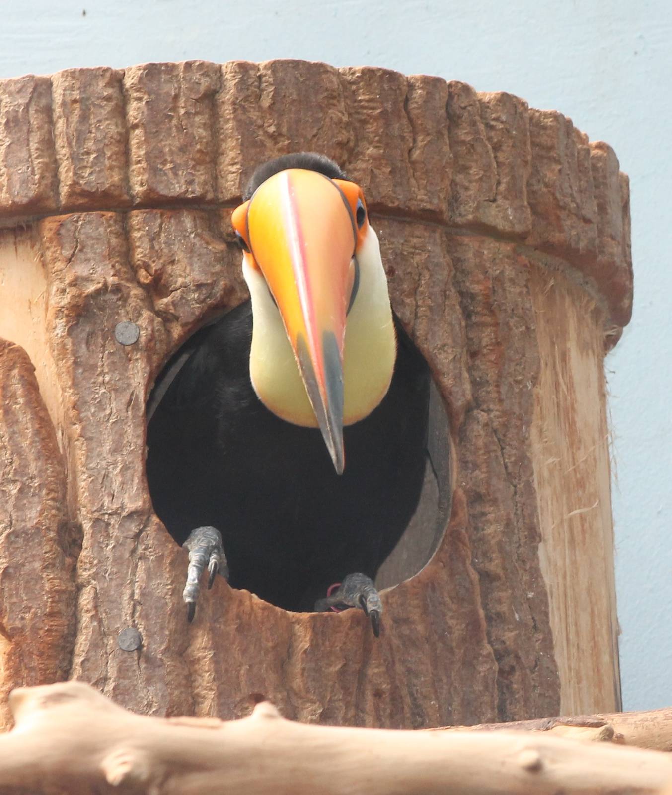 Toco toucan coming out of the nest