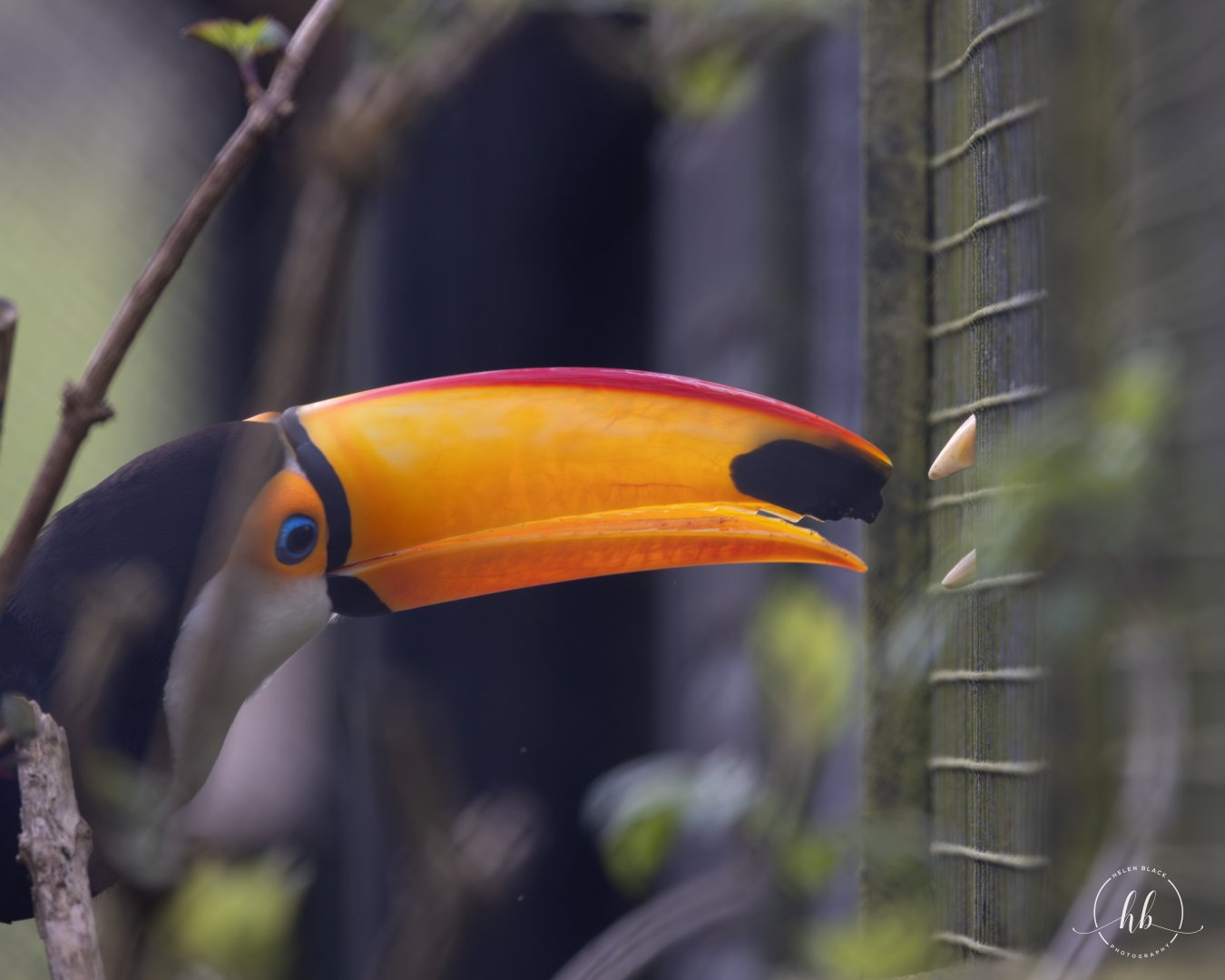 Toco Toucan communicating with Wrinkled Hornbill / Paignton / 15-3-24