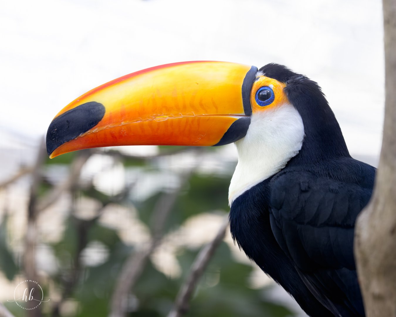 Toco Toucan / Copenhagen Zoo / 30-9-24