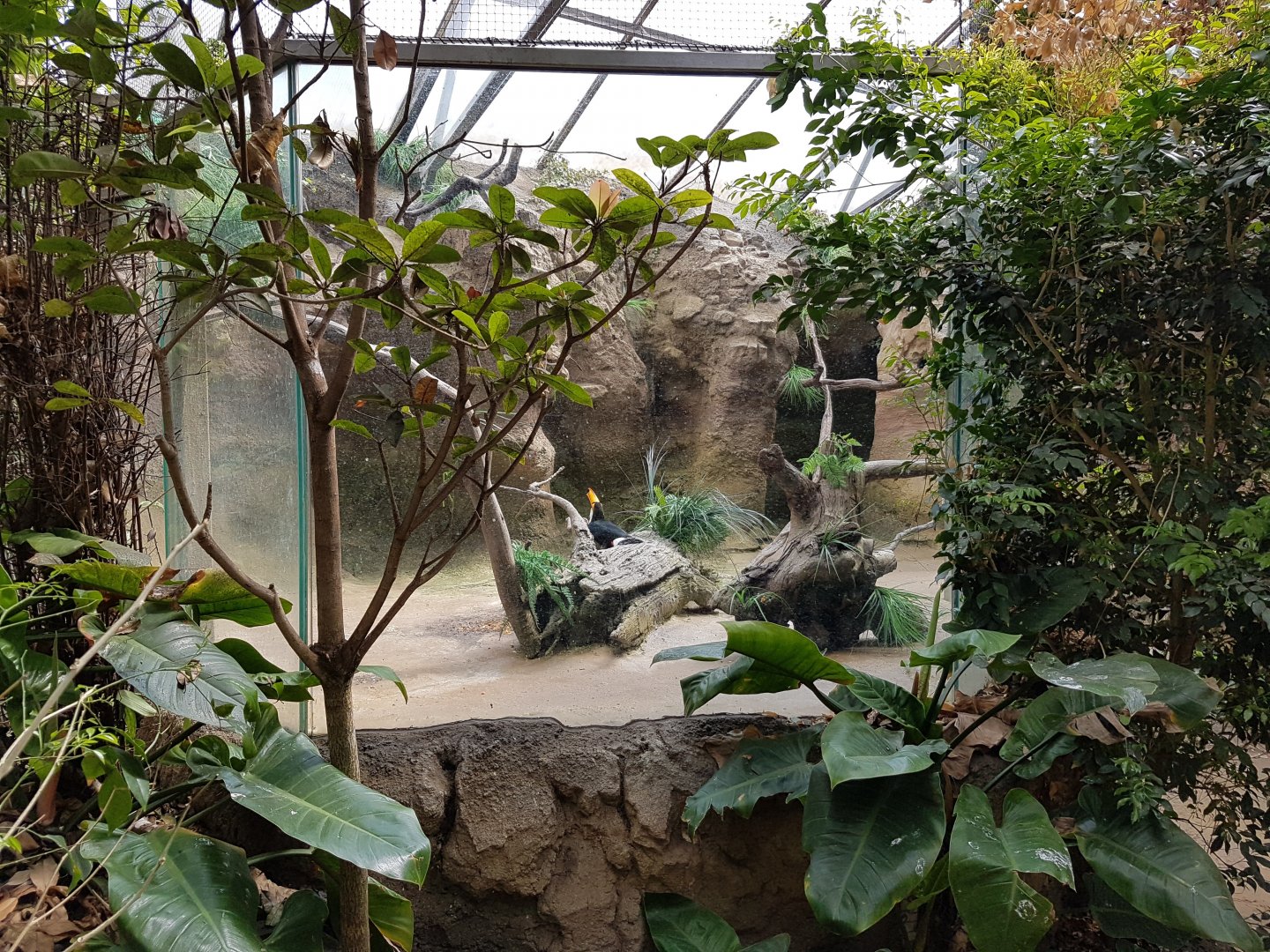 Toco toucan enclosure