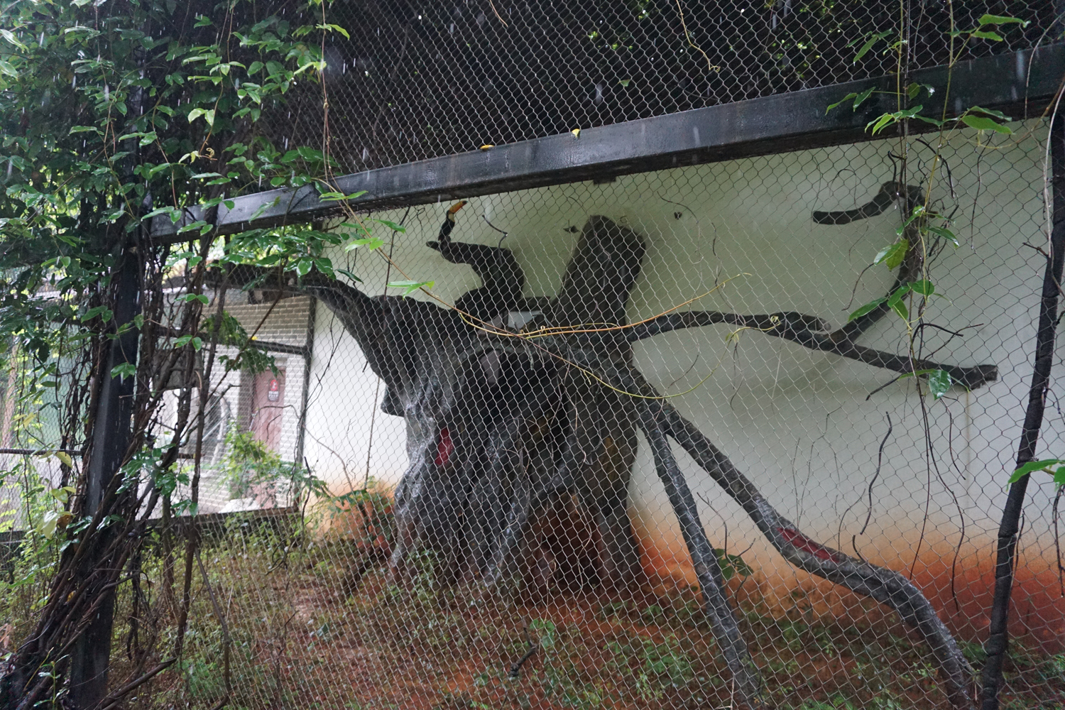 Toco toucan enclosure