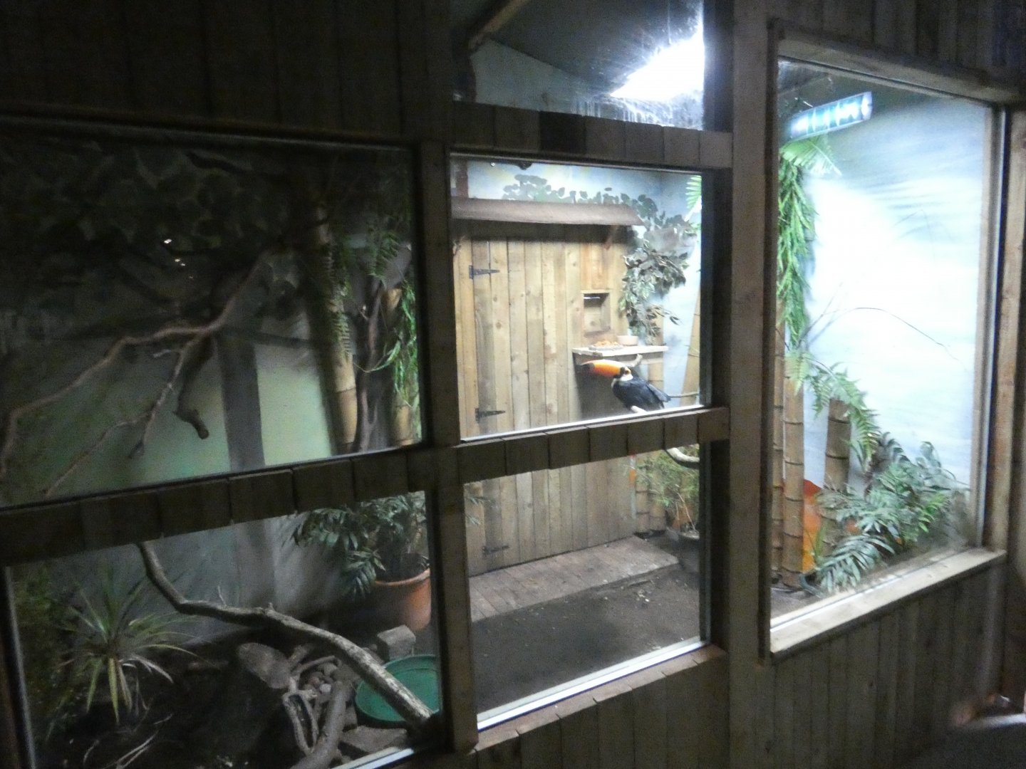 Toco toucan enclosure