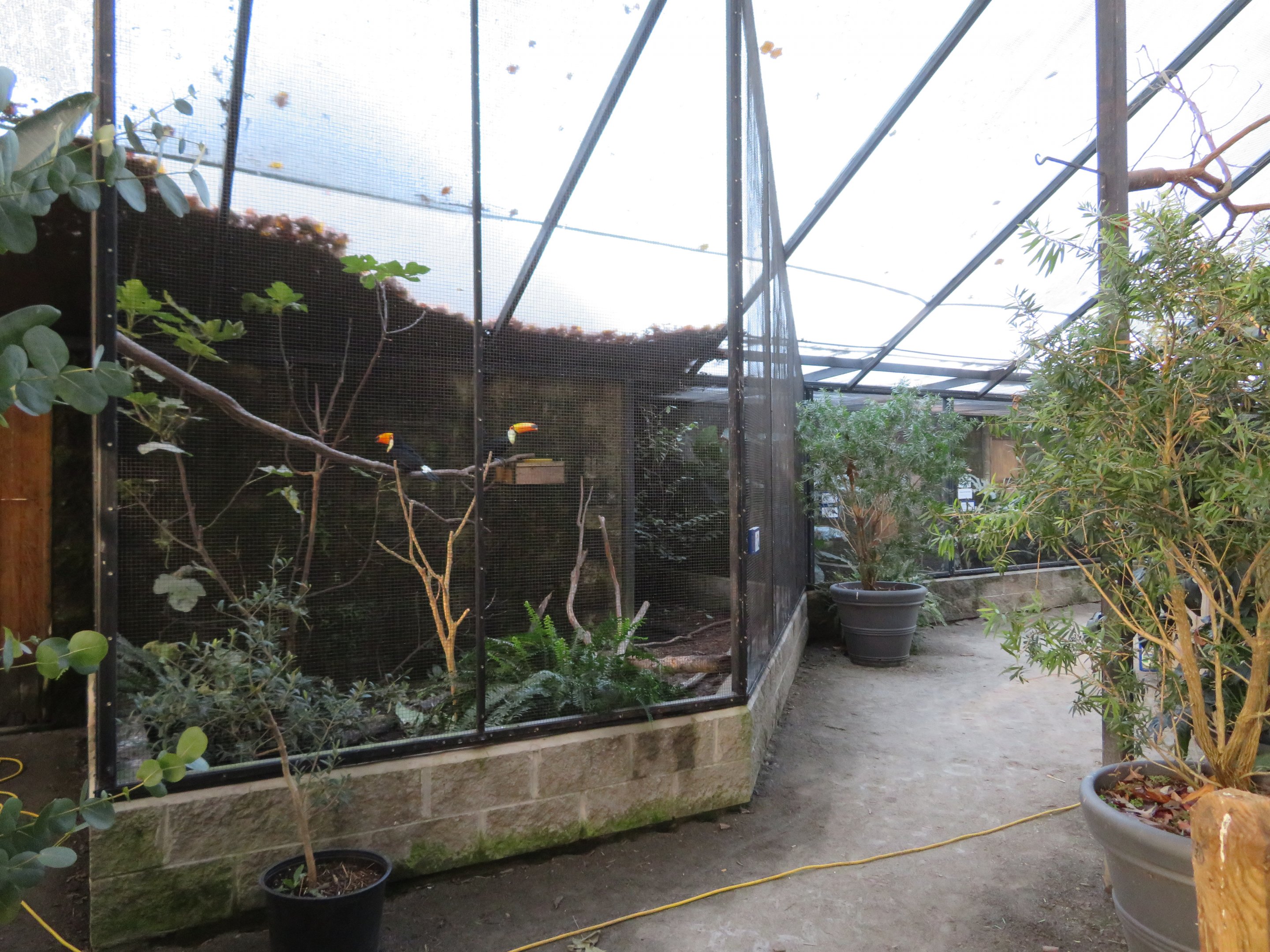 Toco Toucan Enclosure