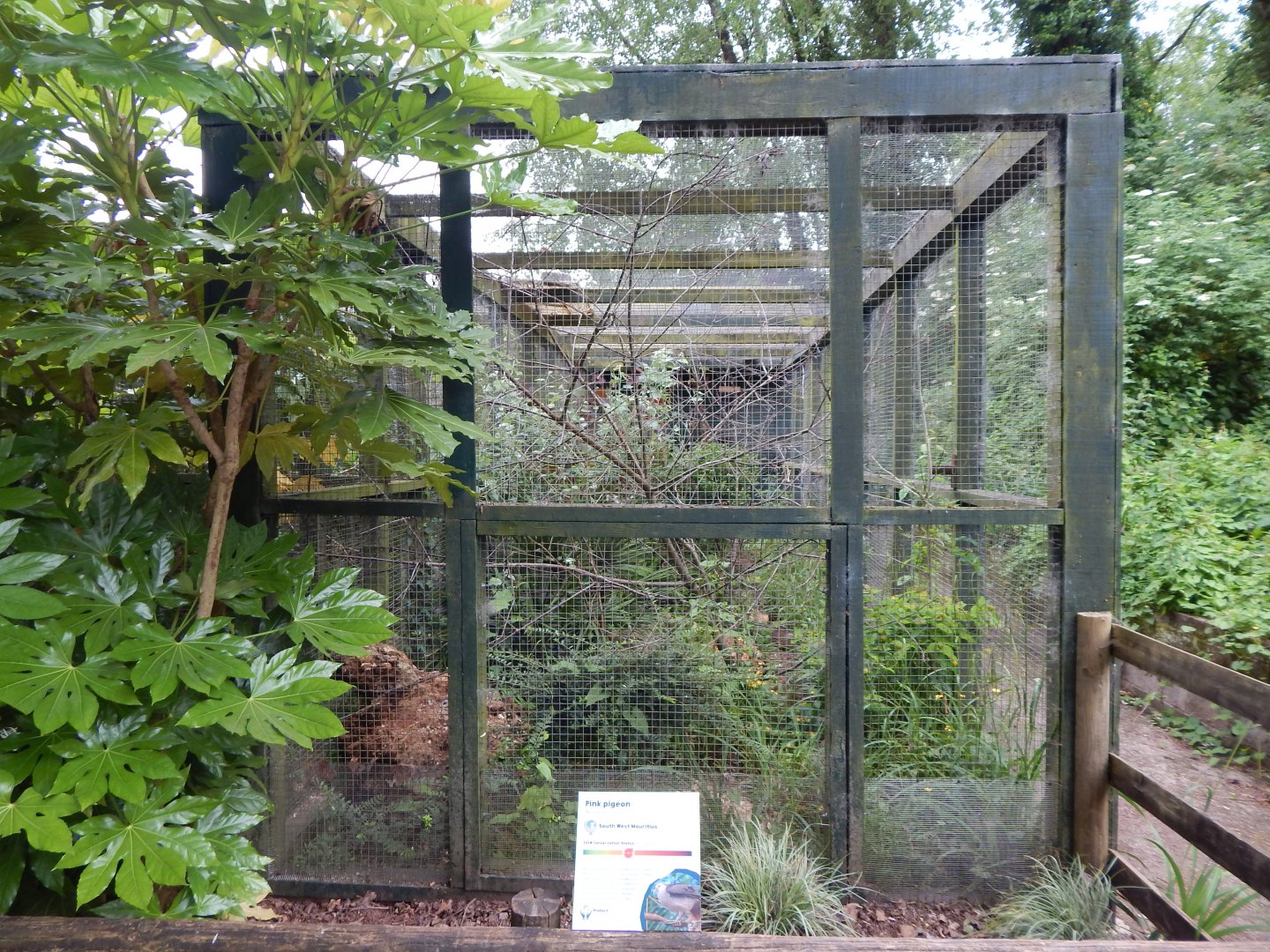 Toco toucan exhibit 130624