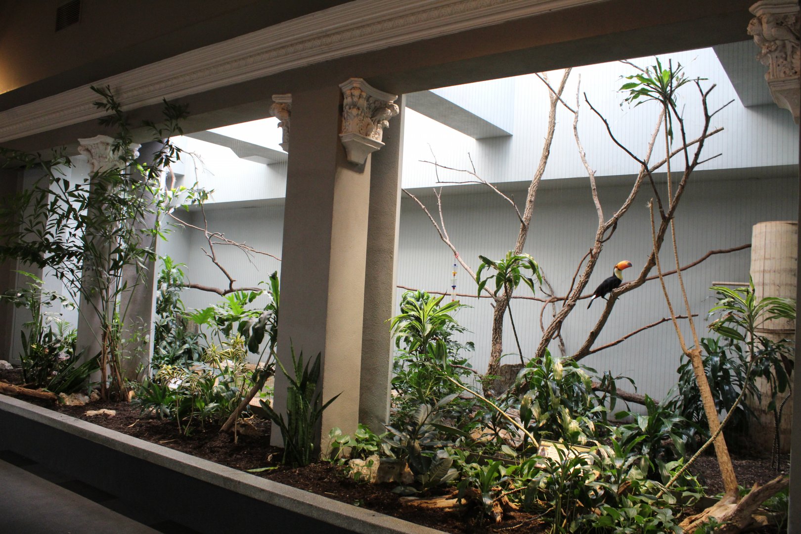 Toco Toucan Exhibit - Bird House