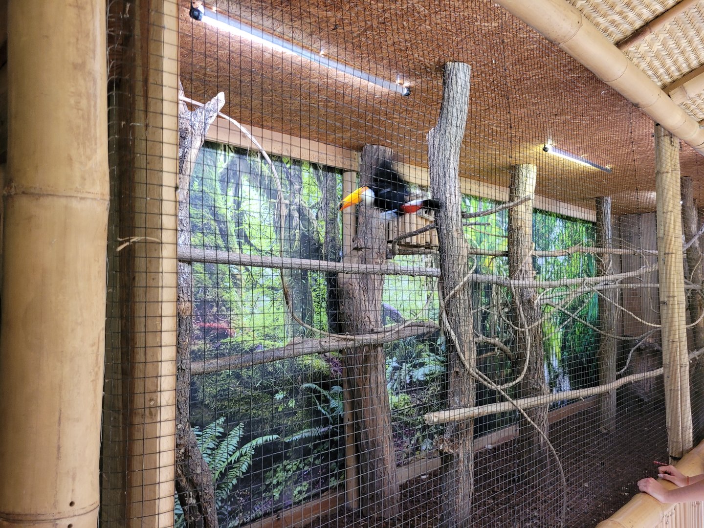Toco toucan exhibit -Parc Animalier des Pyrénées (2023)