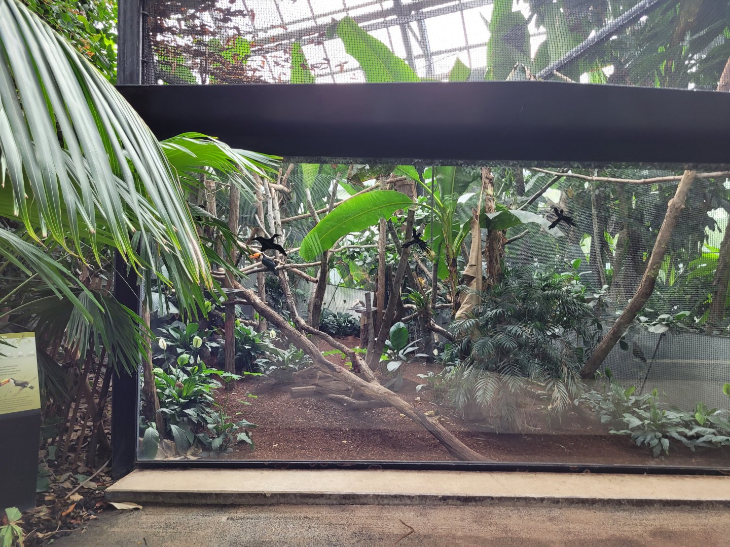 Toco toucan exhibit -Parc Zoologique de Paris (2022)