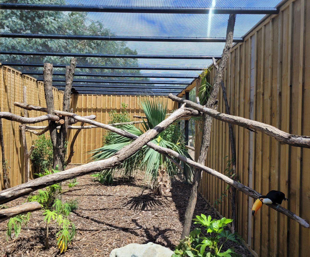 Toco toucan exhibit -Zoo de Labenne (2024)