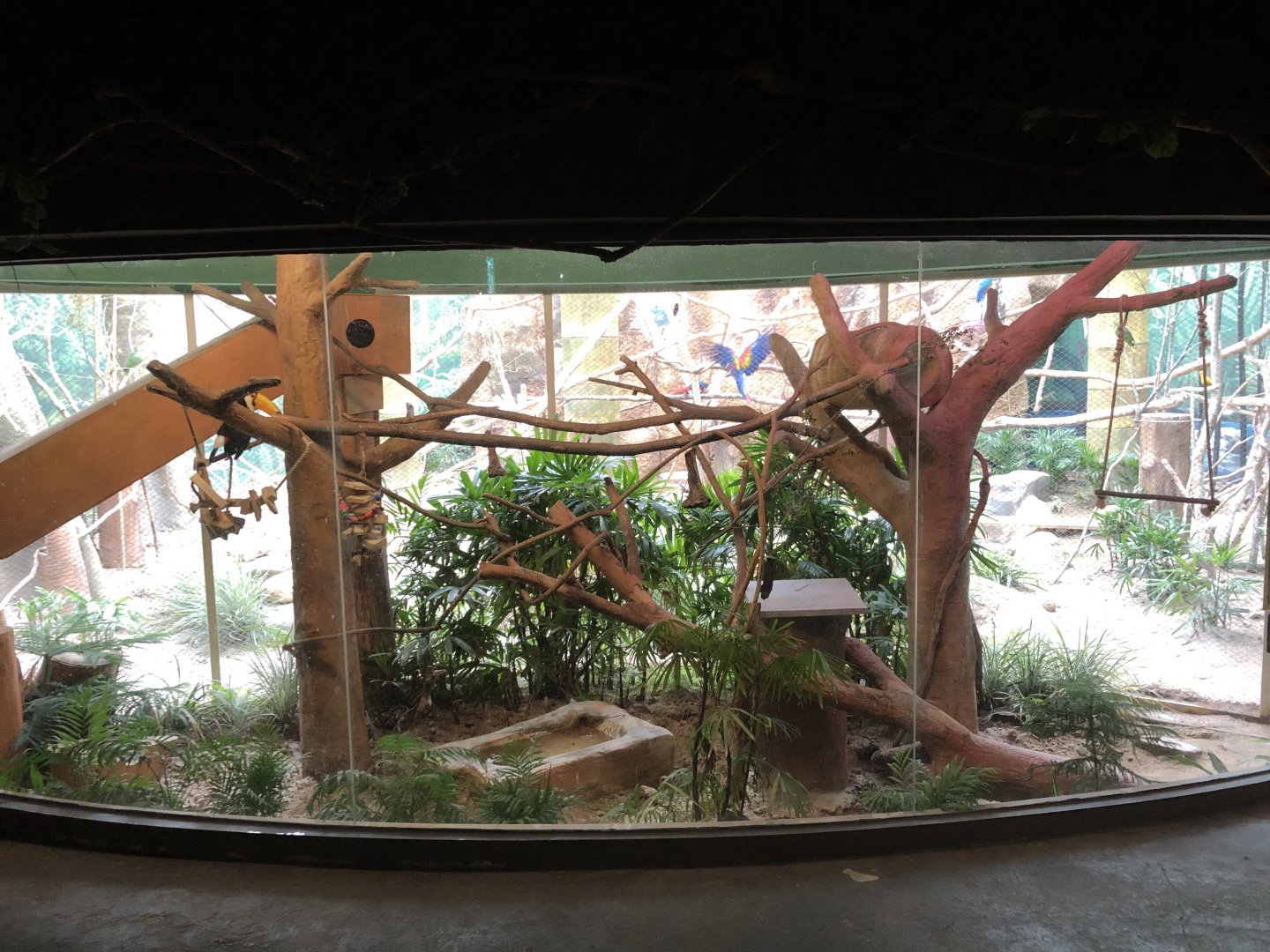 Toco Toucan Exhibit