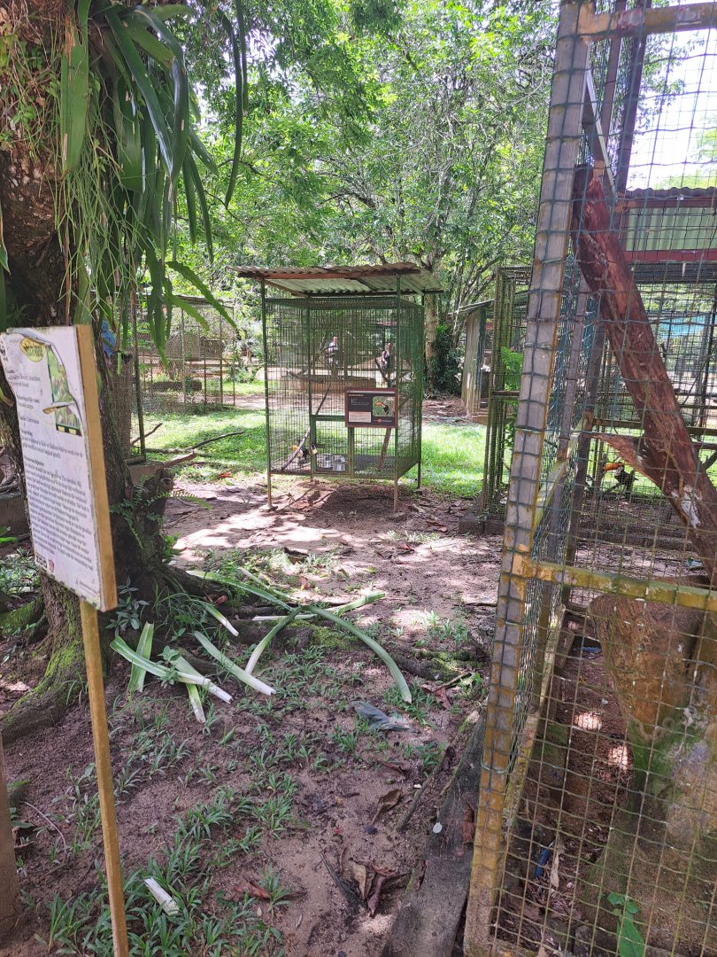 Toco toucan exhibit
