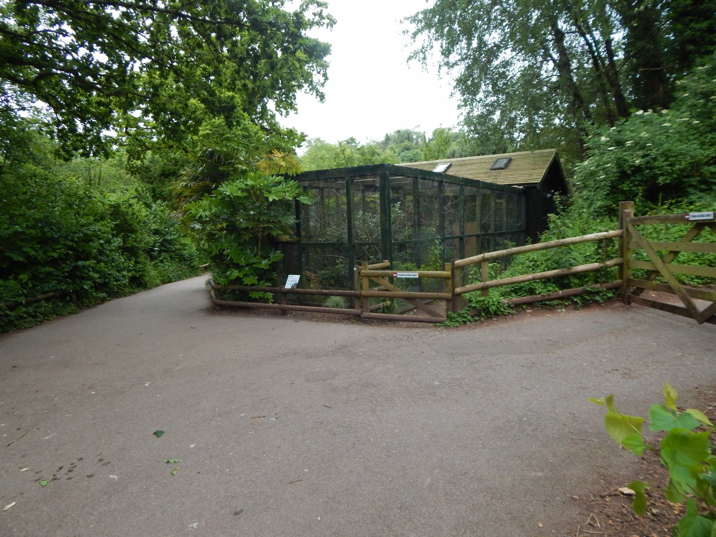 Toco toucan exhibits 130624