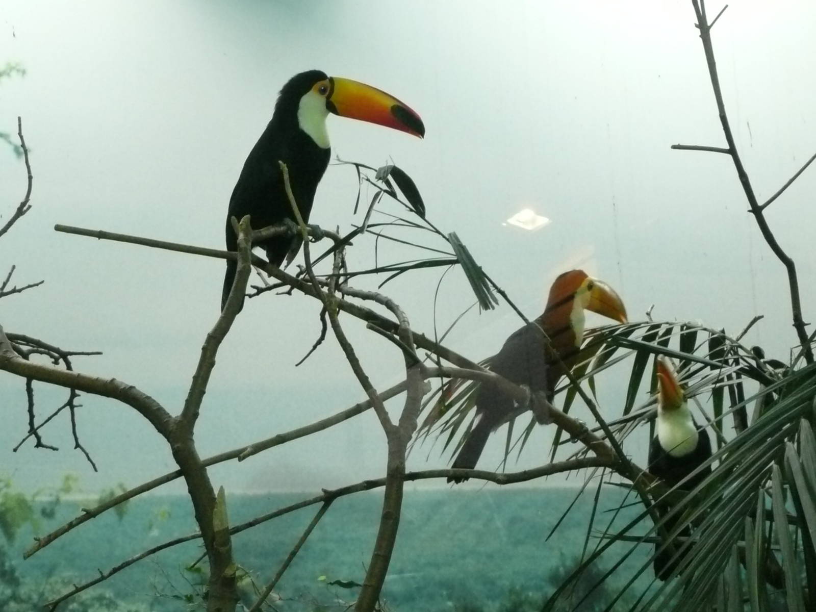 Toco toucan family