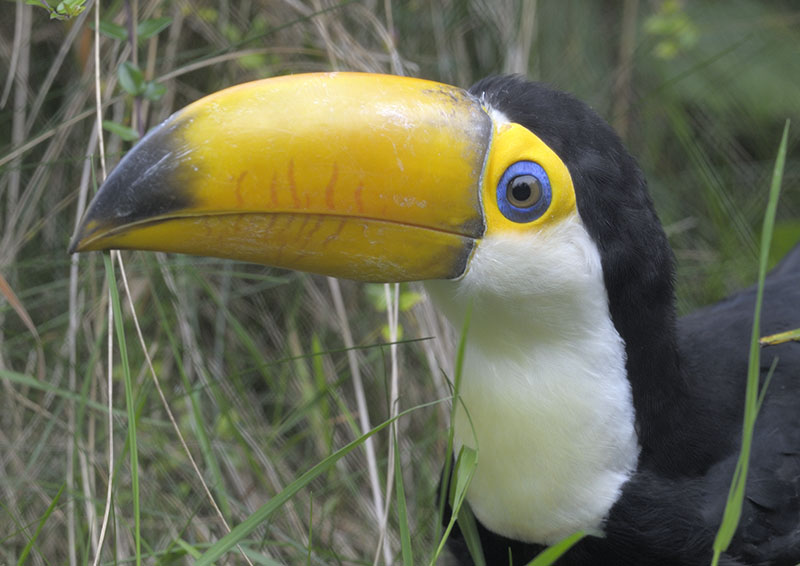 Toco toucan fledgling