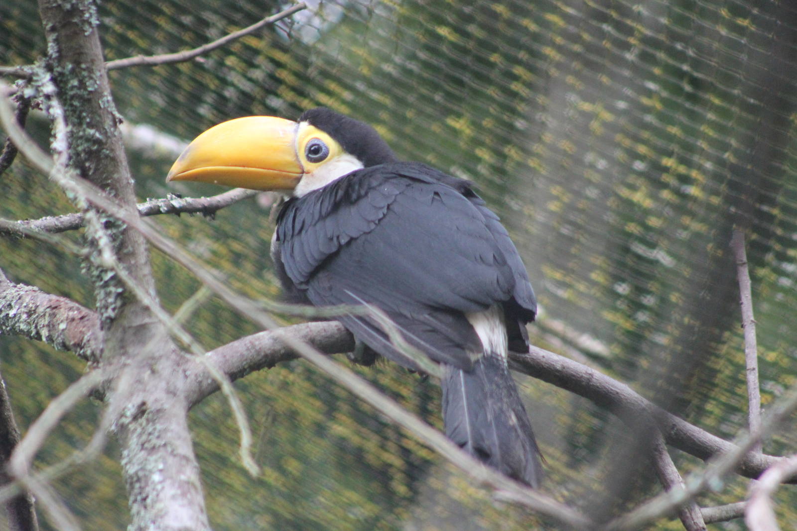 Toco toucan fledgling