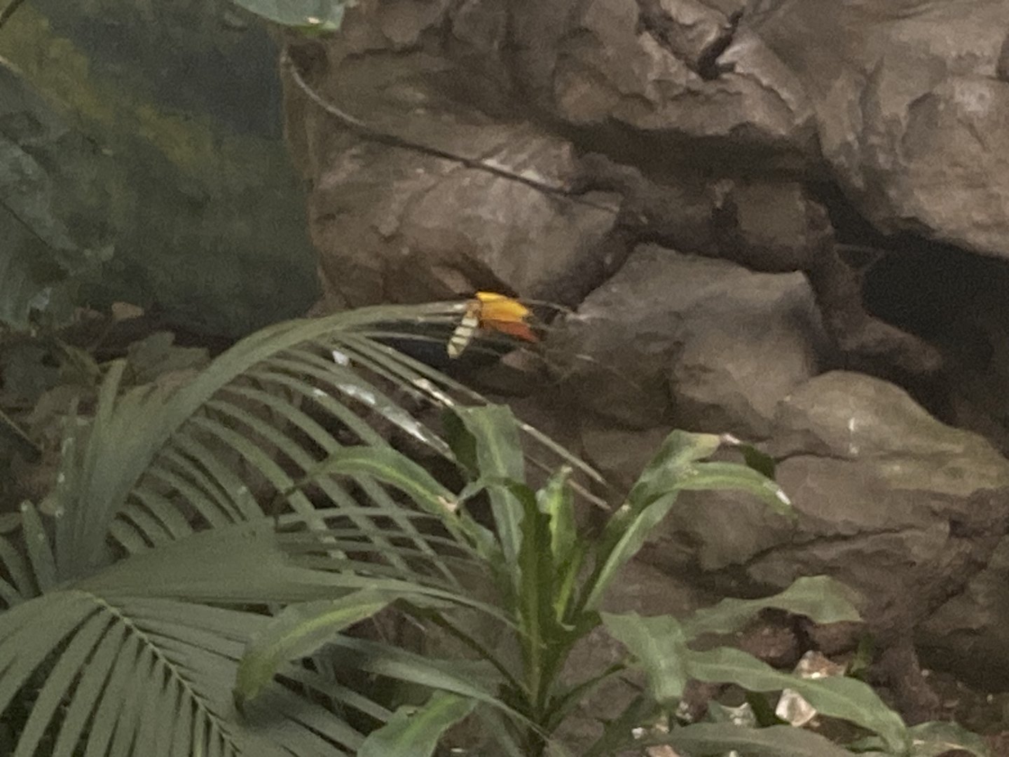 Toco toucan image 2