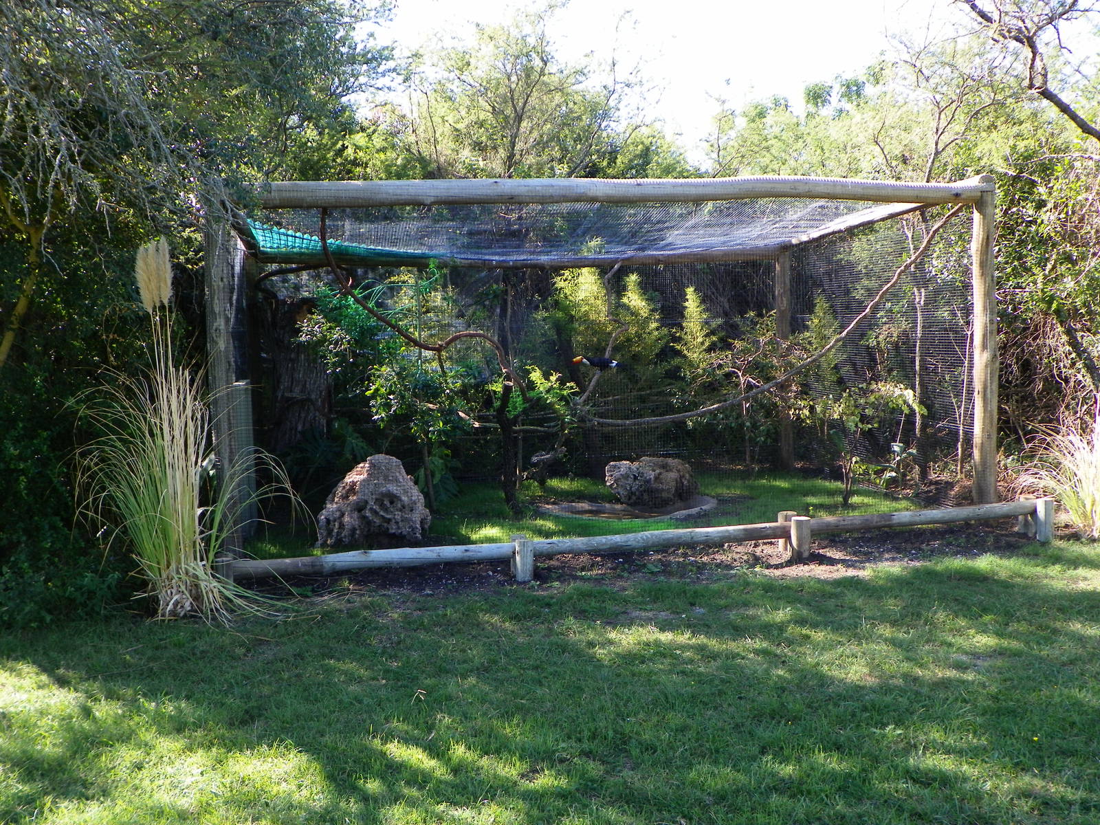 Toco Toucan in Bioparque M'Bopicuá