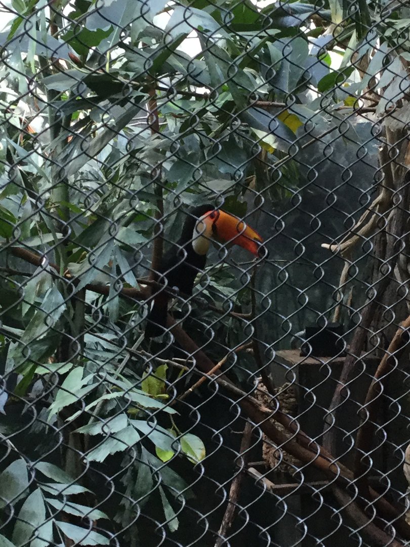 Toco Toucan in Rainforest Aviary 8/3/19