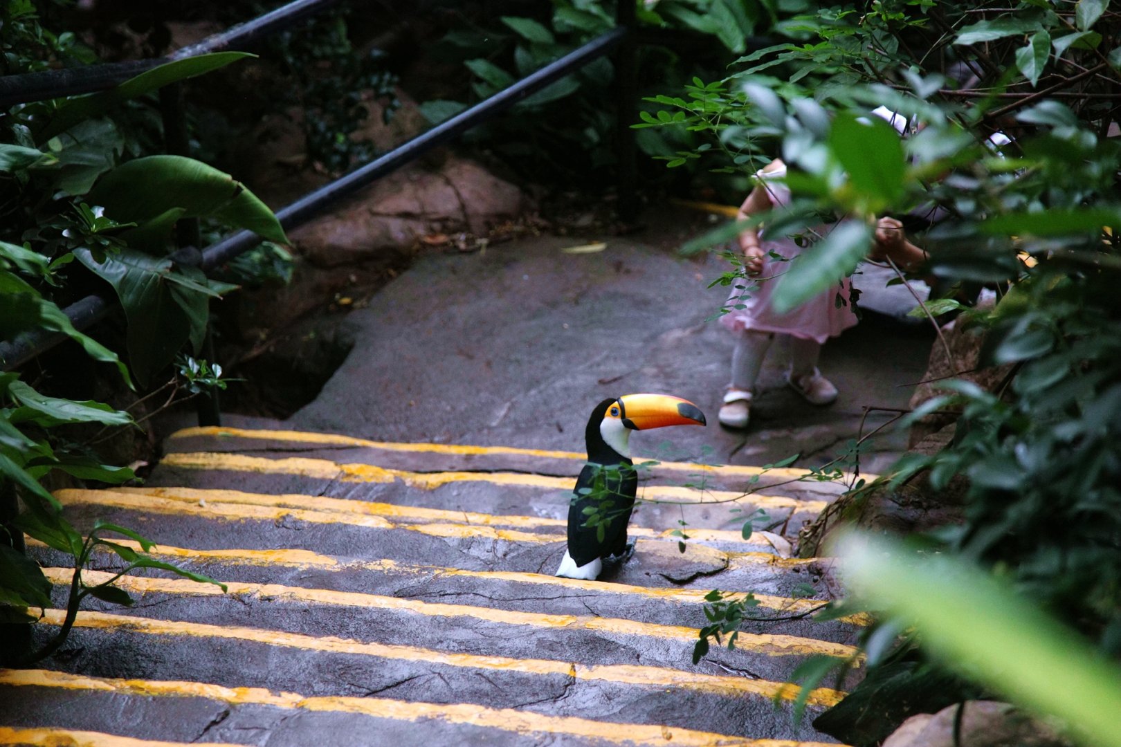 Toco toucan inside the free-flight aviary
