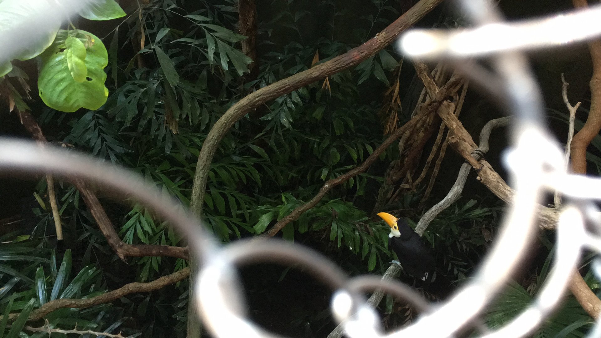 Toco toucan juvenile