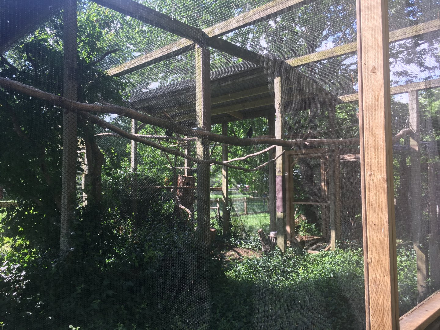 Toco Toucan + Laughing Kookaburra Aviary