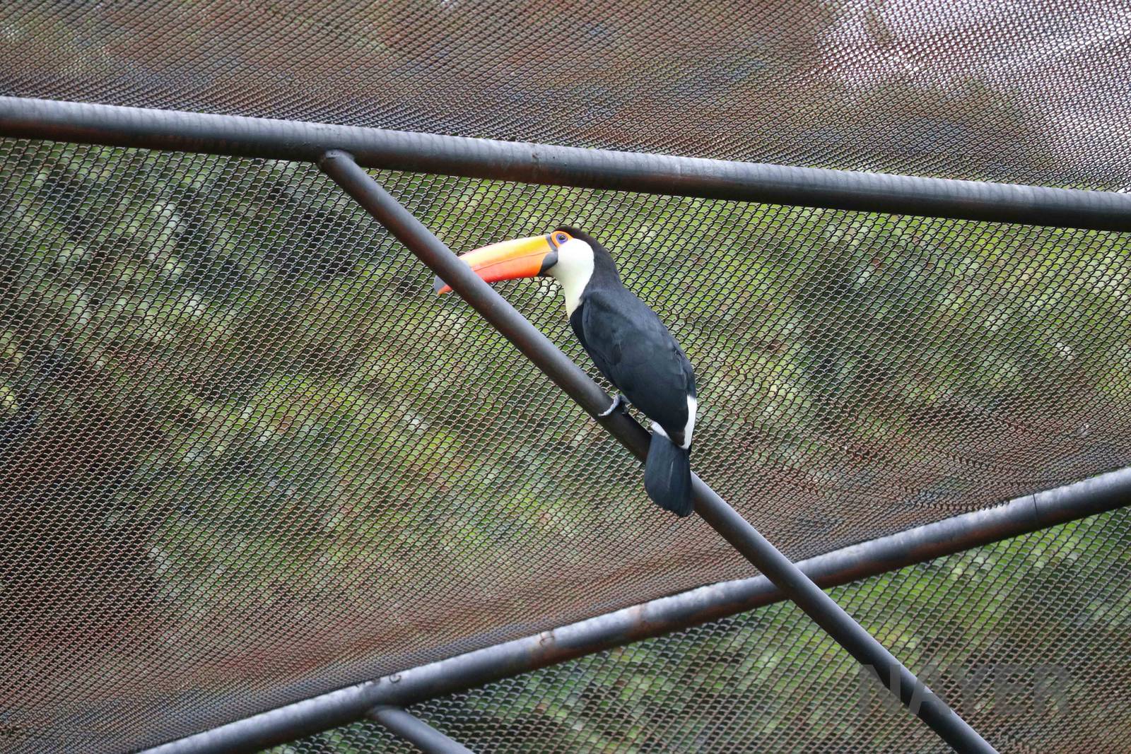 Toco toucan, March 2016