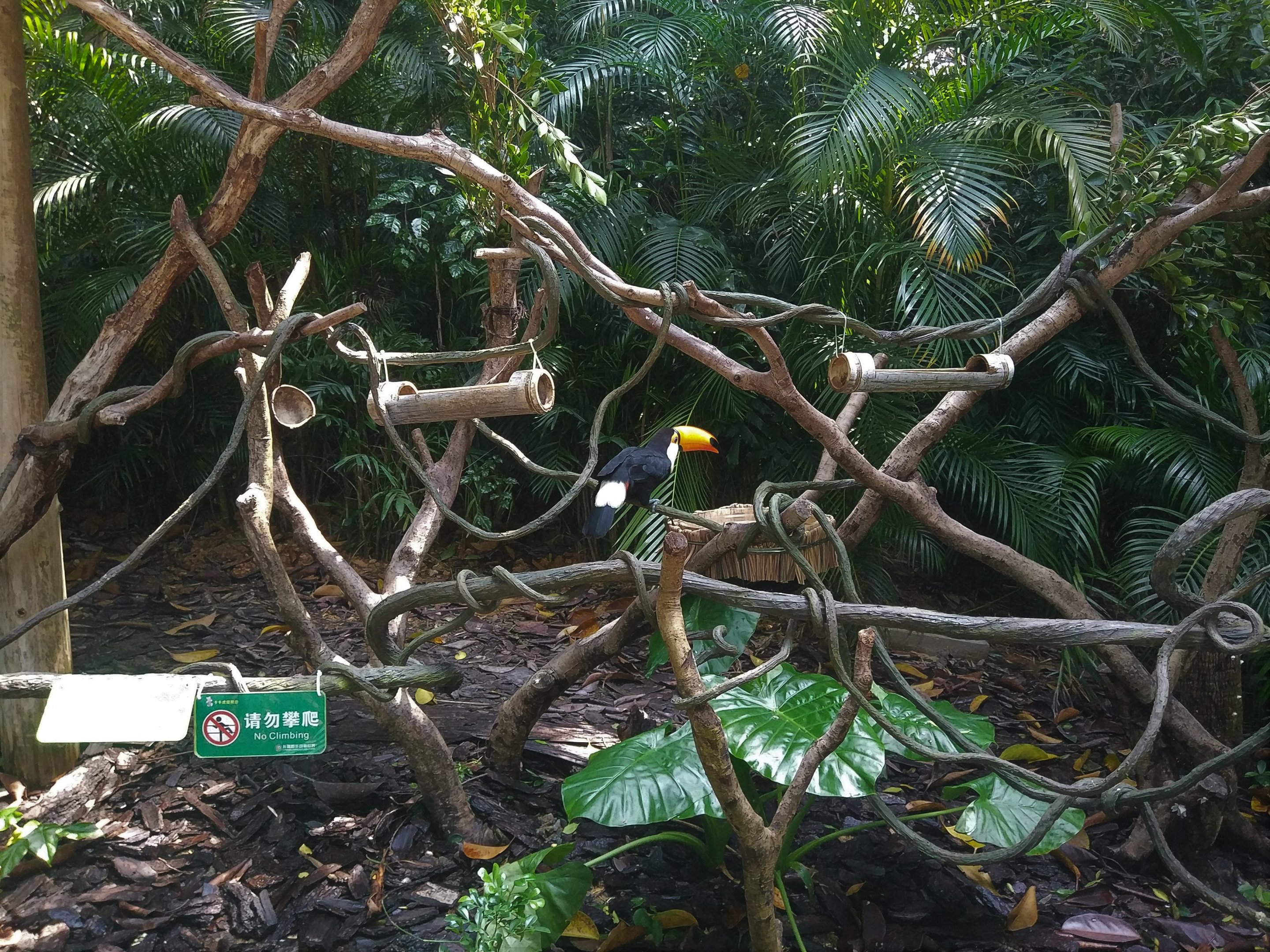 Toco Toucan on a Stick