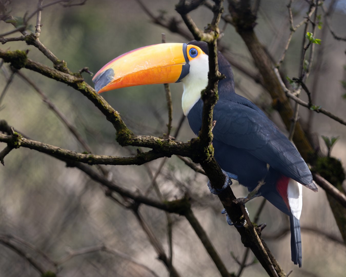 Toco Toucan / Paighton / 18-3-23