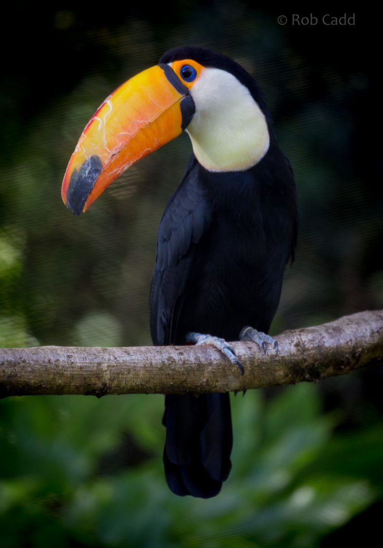 Toco toucan : Paignton : 17 Oct 2016