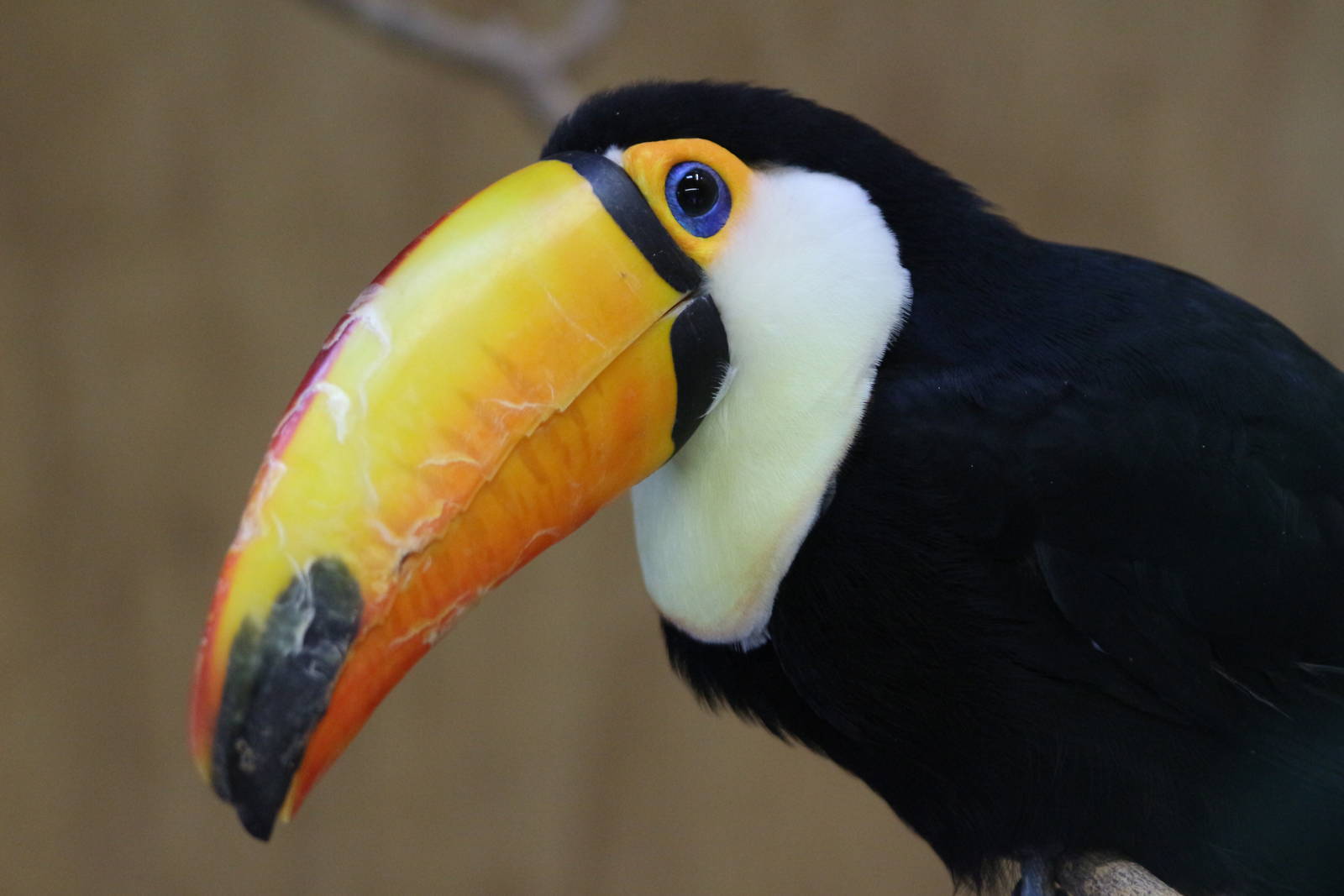 Toco Toucan @ Paignton; 21.09.2016