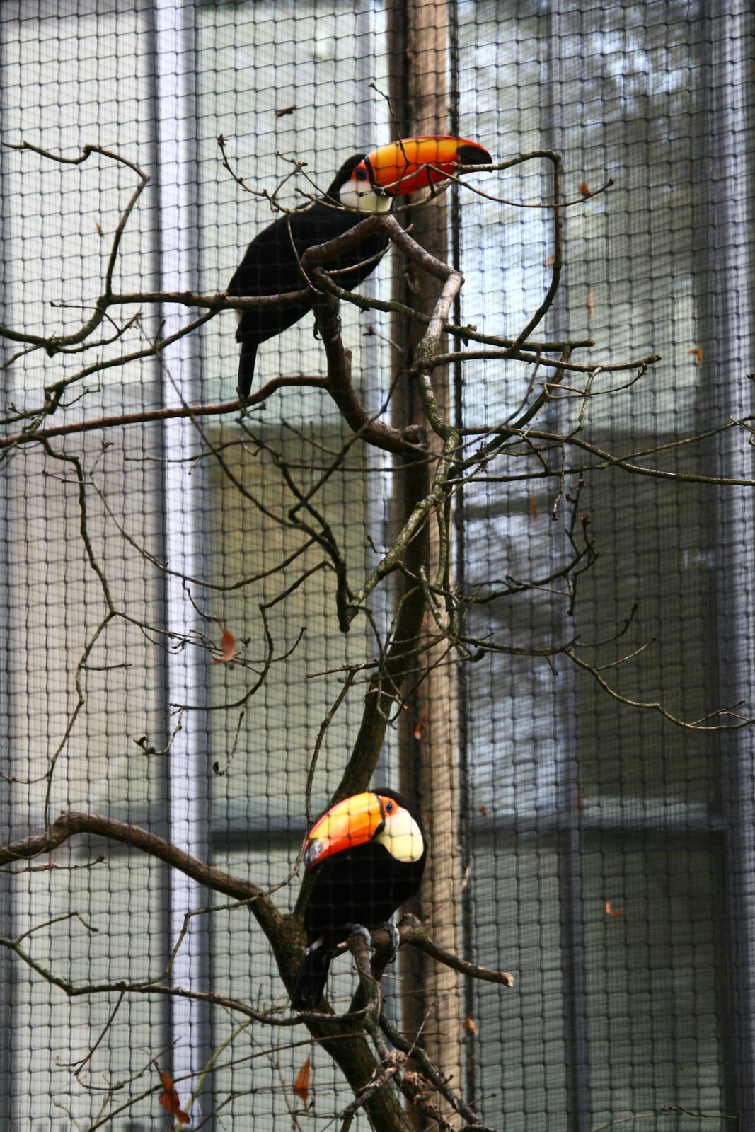Toco toucan pair