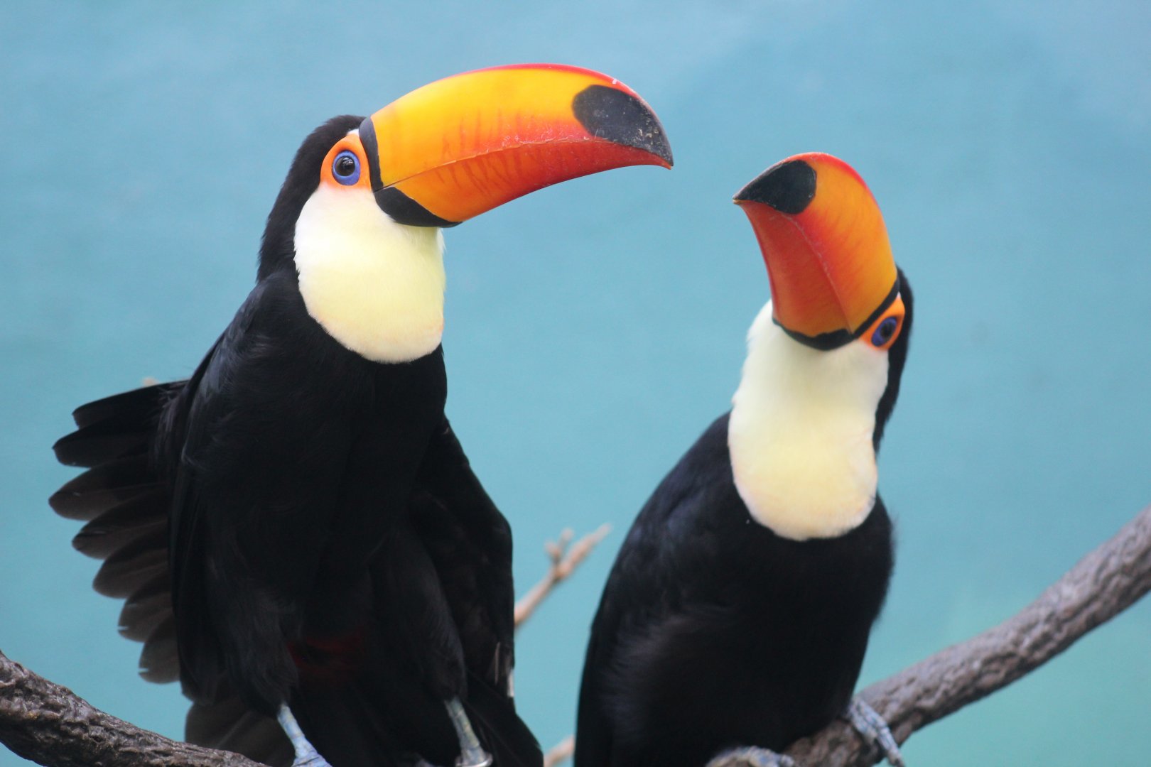 Toco Toucan Pair