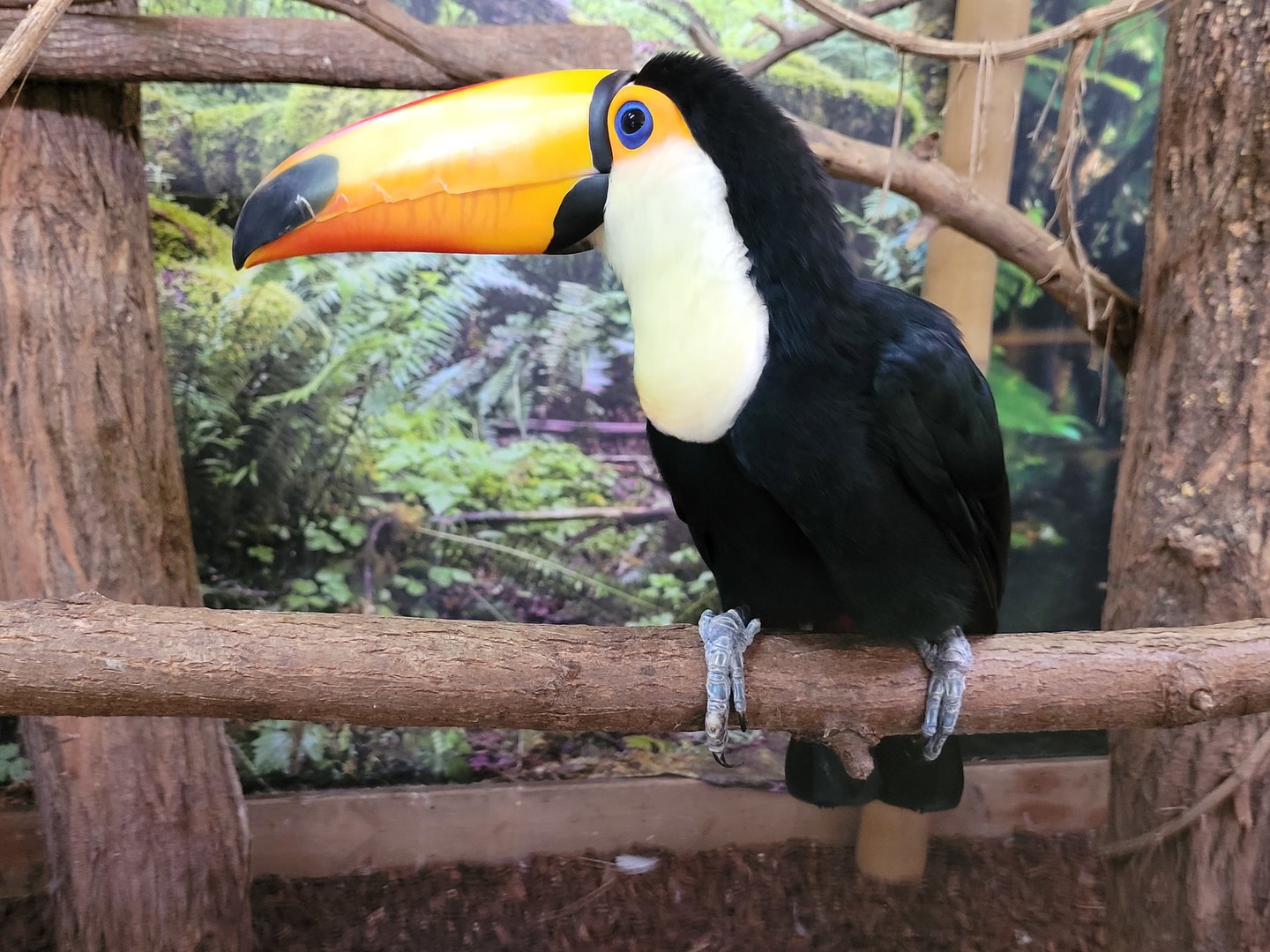 Toco toucan -Parc Animalier des Pyrénées (2023)