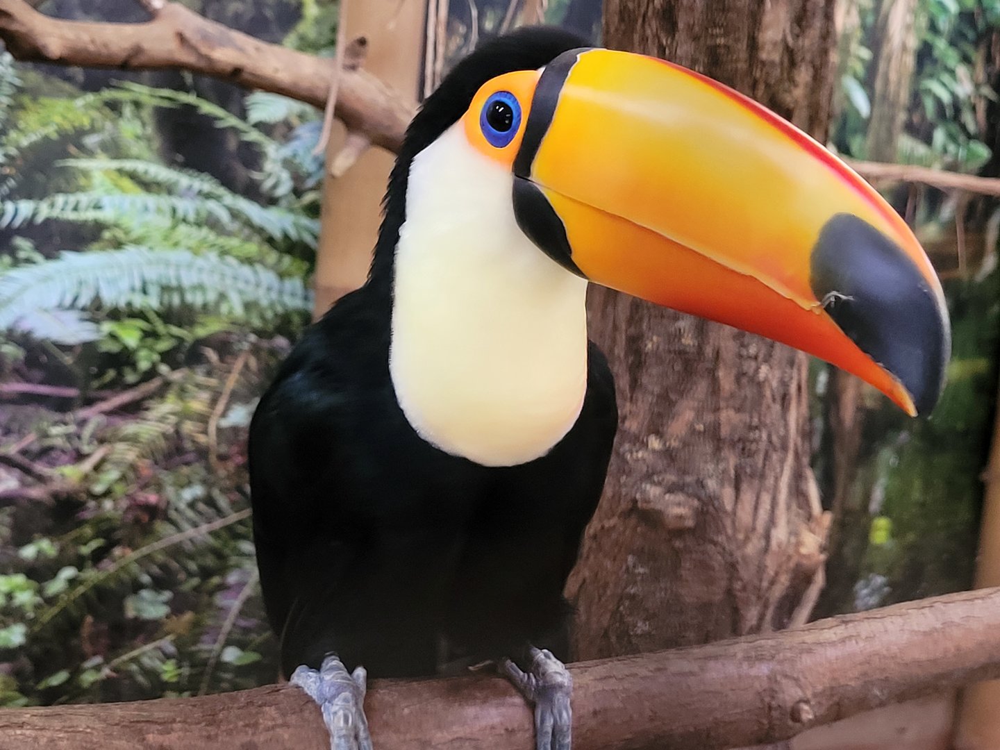 Toco toucan -Parc Animalier des Pyrénées (2023)