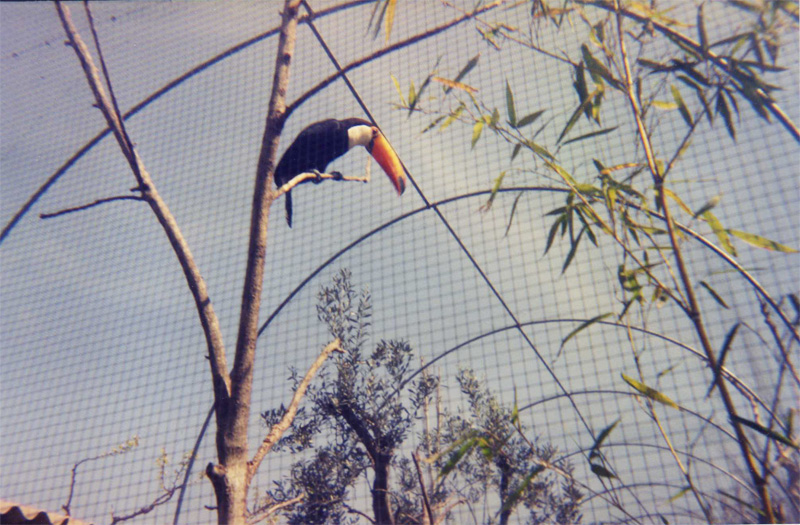 Toco toucan - Parc de les Aus