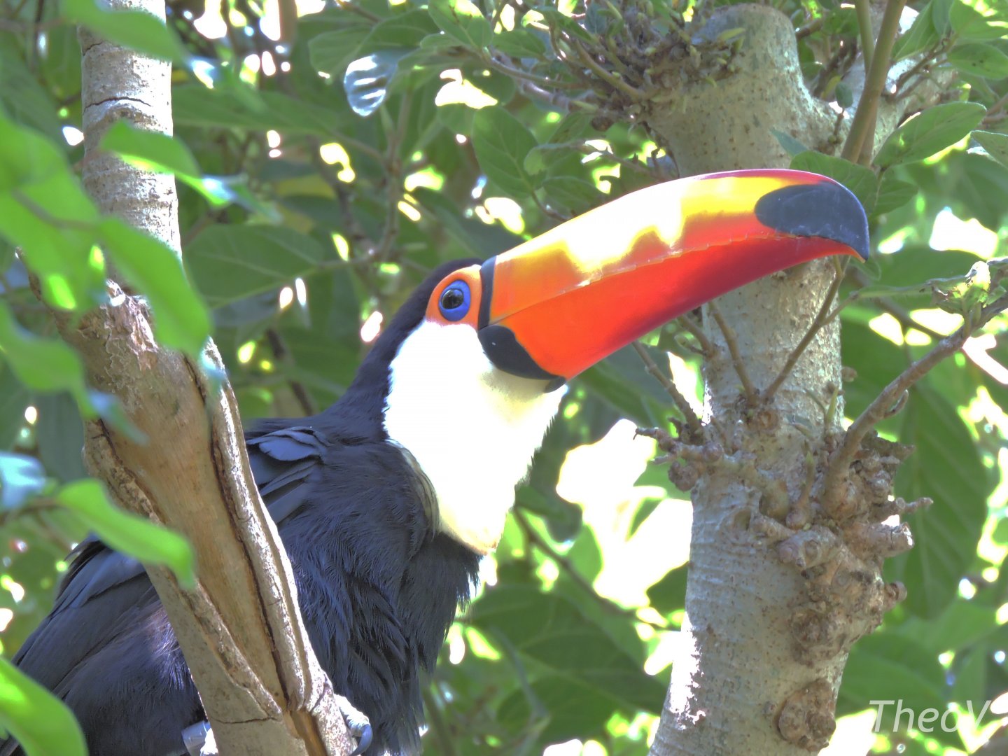 Toco toucan - Parker Aviary [2015]