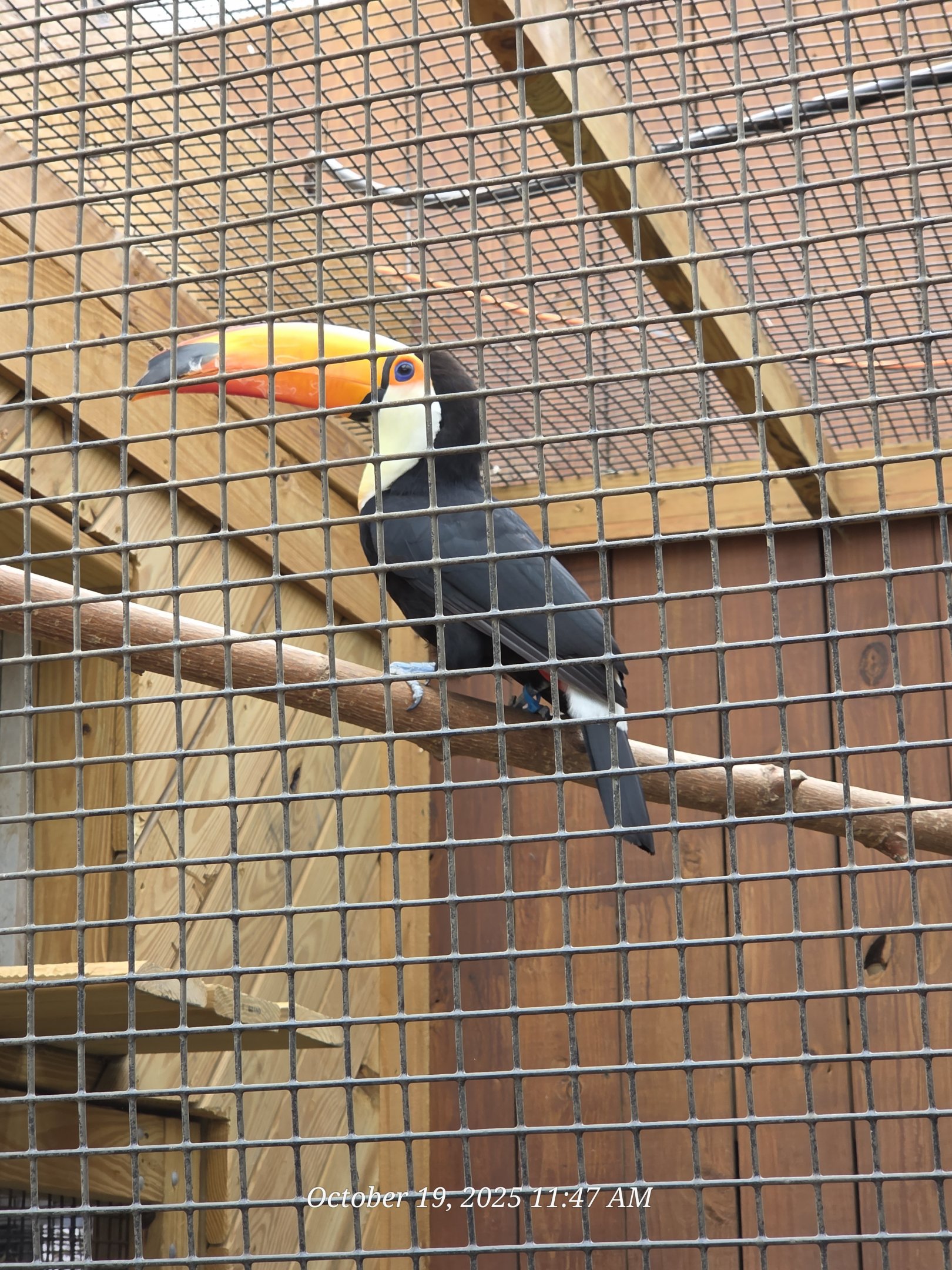 Toco Toucan - Rainforest Adventures