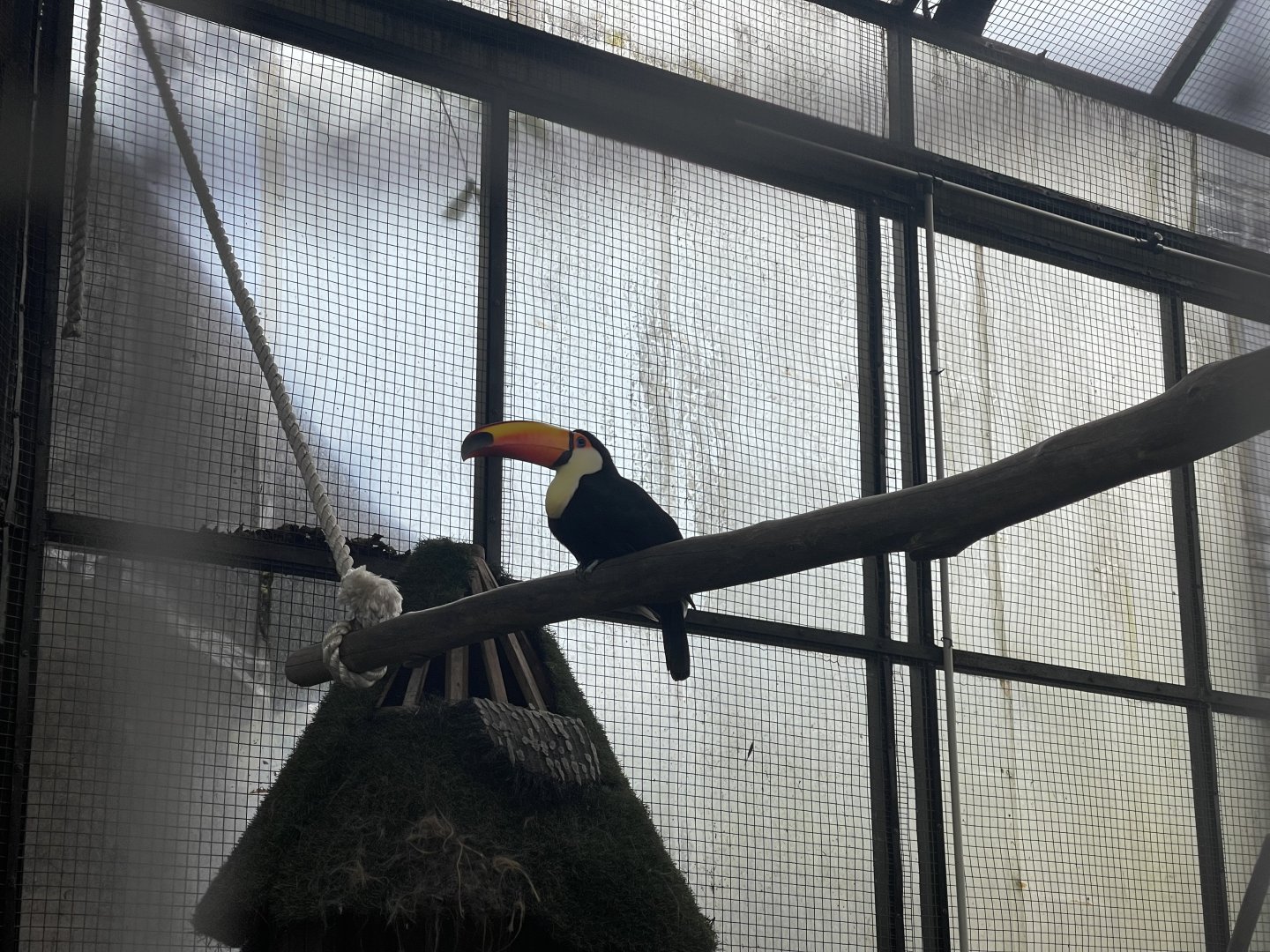 toco toucan (ramphastos toco) (1)