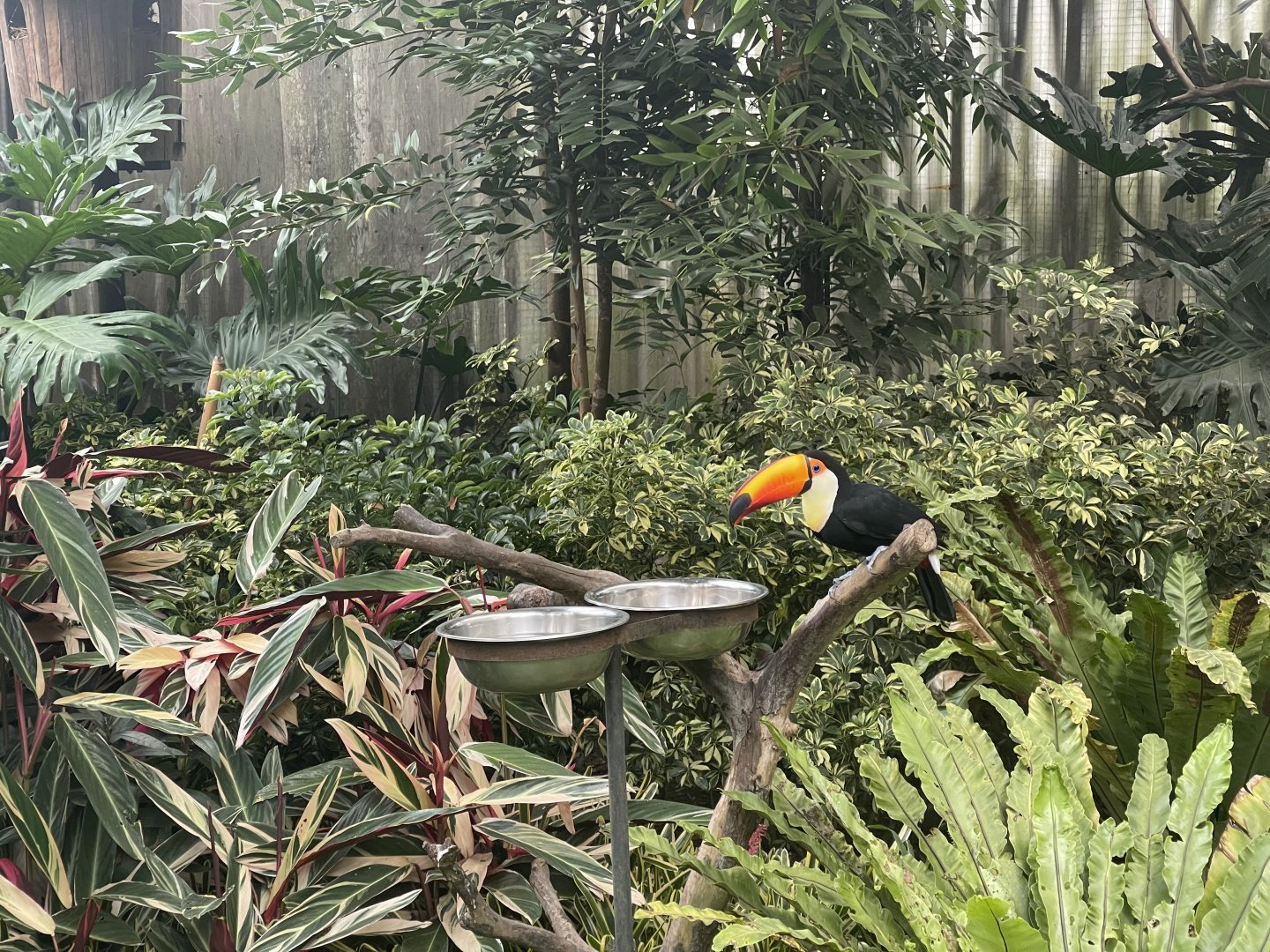 toco toucan (ramphastos toco) (2)