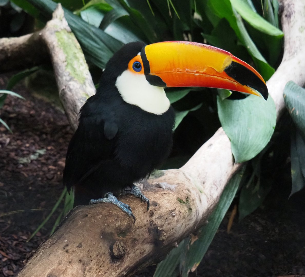Toco toucan (Ramphastos toco), 2019-10-05