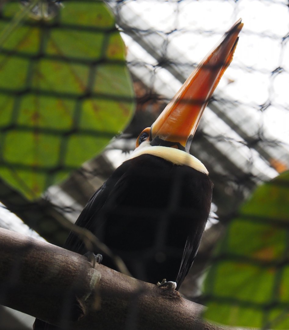 Toco toucan (Ramphastos toco), 2020-09-03