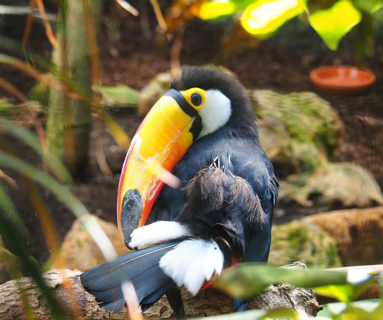 Toco toucan (Ramphastos toco), 2021-09-03