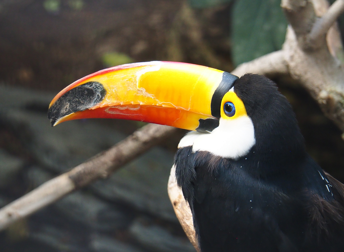 Toco toucan (Ramphastos toco), 2021-09-03